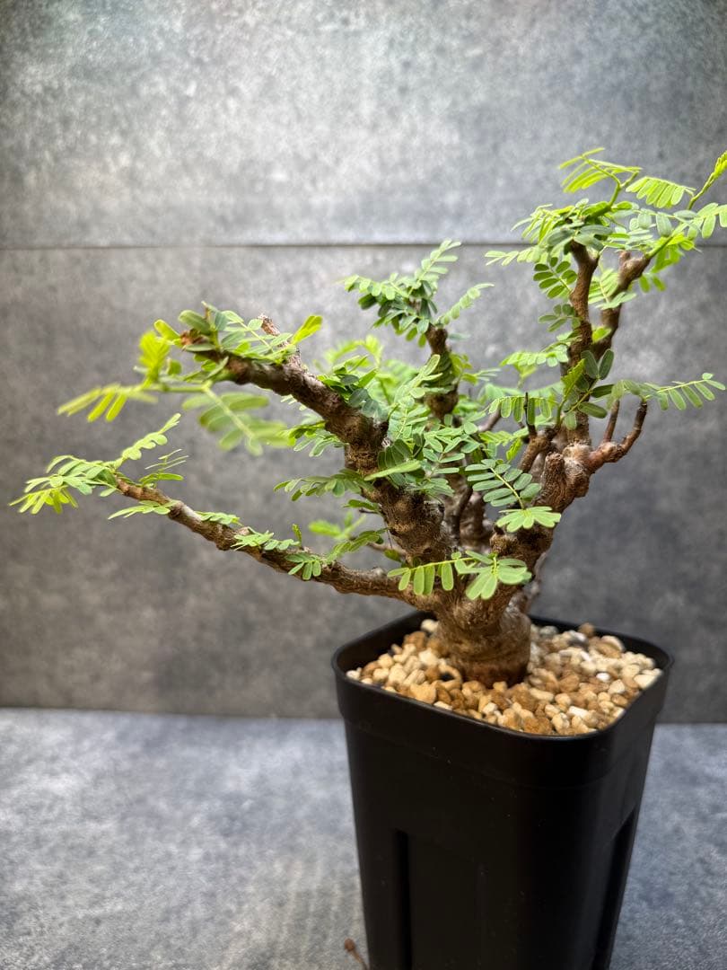 センナ　メリディオナリス　海外実生　発根済み　446