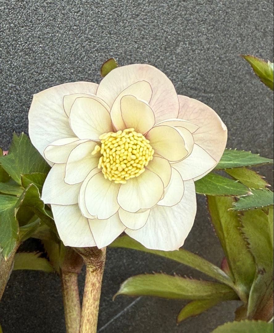 ば*な様 クリスマスローズ 開花株 充実大株 dd ピンク静　蕾いっぱい 5.5