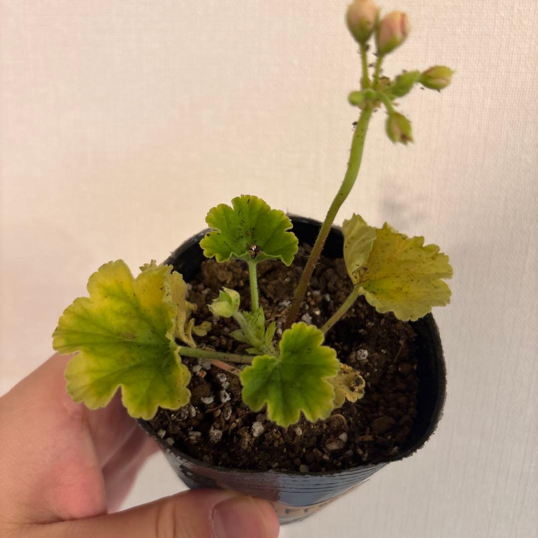 リンク再作成　専用リンク　4種類