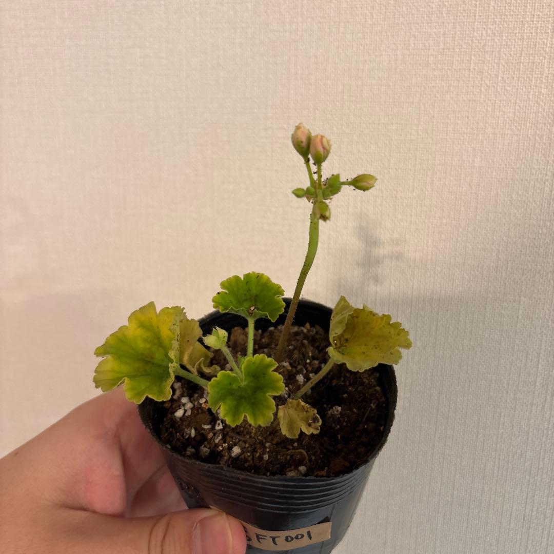 リンク再作成　専用リンク　4種類