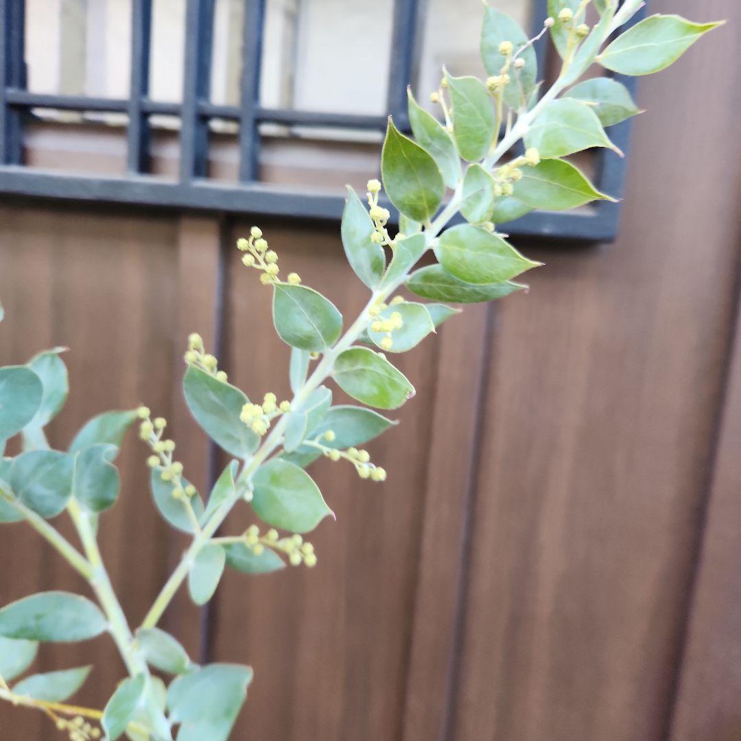 花芽付き♡大きめ　パールアカシア　7号ポット苗　ミモザ　オージープランツ