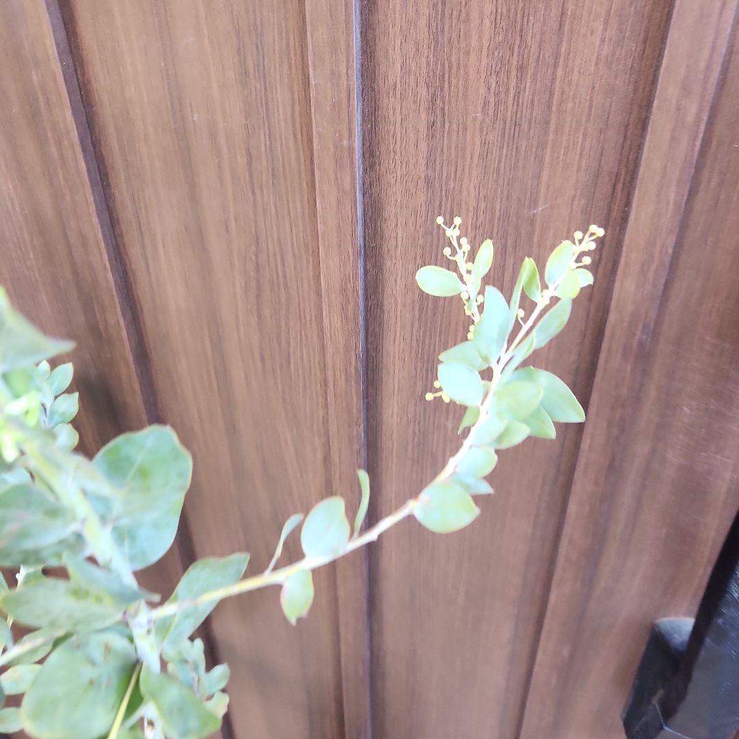 花芽付き♡大きめ　パールアカシア　7号ポット苗　ミモザ　オージープランツ