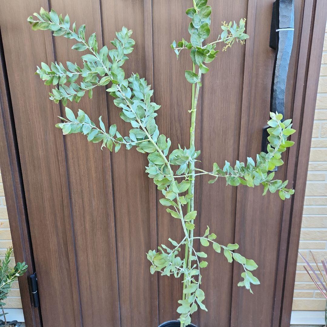 花芽付き♡大きめ　パールアカシア　7号ポット苗　ミモザ　オージープランツ