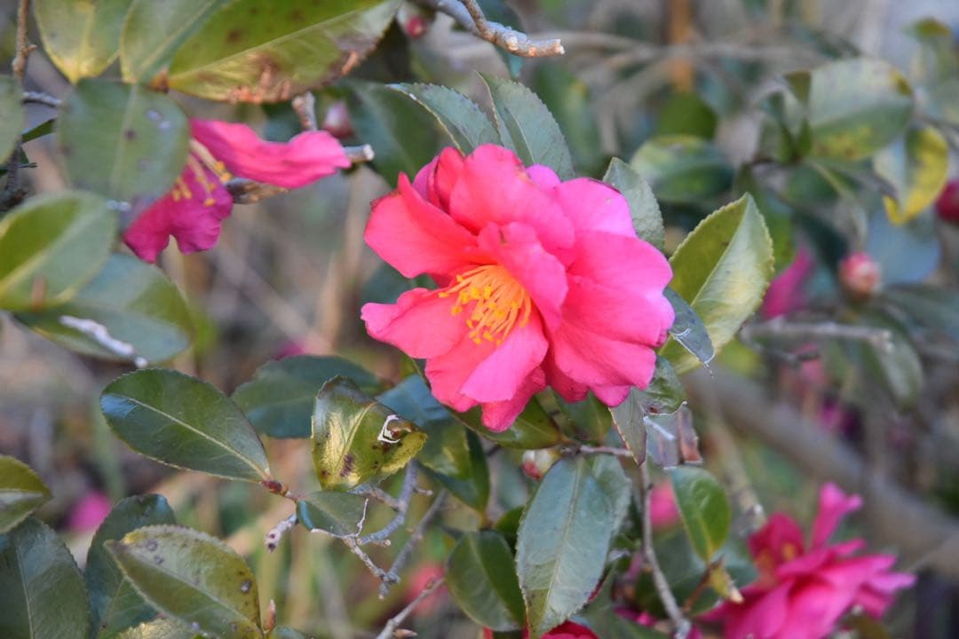 Nikon D3400 ショット数1566⭐️デジタル一眼レフ スマホ転送　新古品