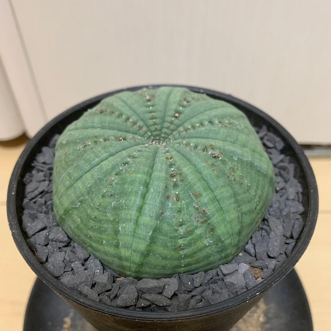 シンメトリカ 仔吹きタイプではない 7.5cm 3.5寸 超扁平お饅頭型