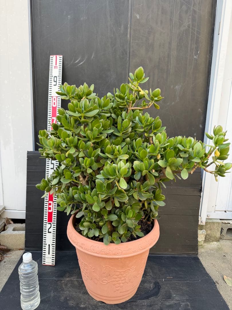 超極太　金のなる木　成金草　クラッスラ　多肉植物 鉢 約70cm
