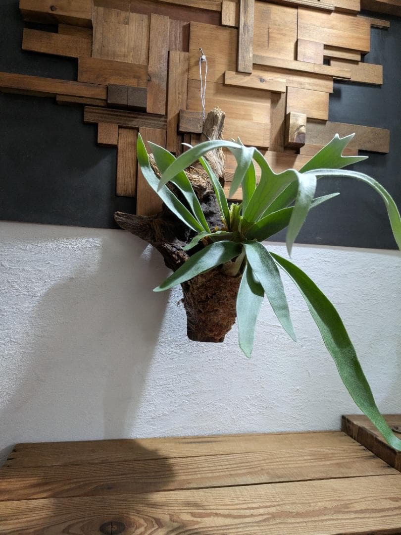 プラティケリウム ビーチー［流木付］【珍奇植物】コウモリラン・ビカクシダ