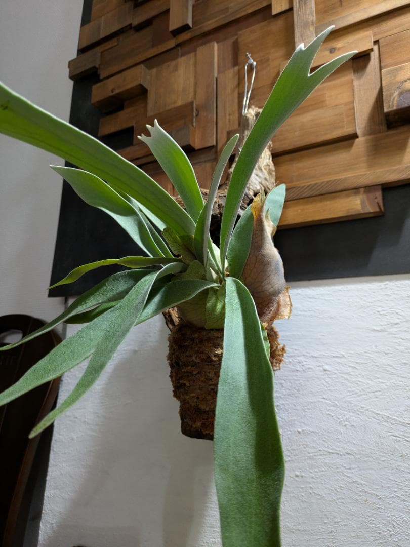 プラティケリウム ビーチー［流木付］【珍奇植物】コウモリラン・ビカクシダ