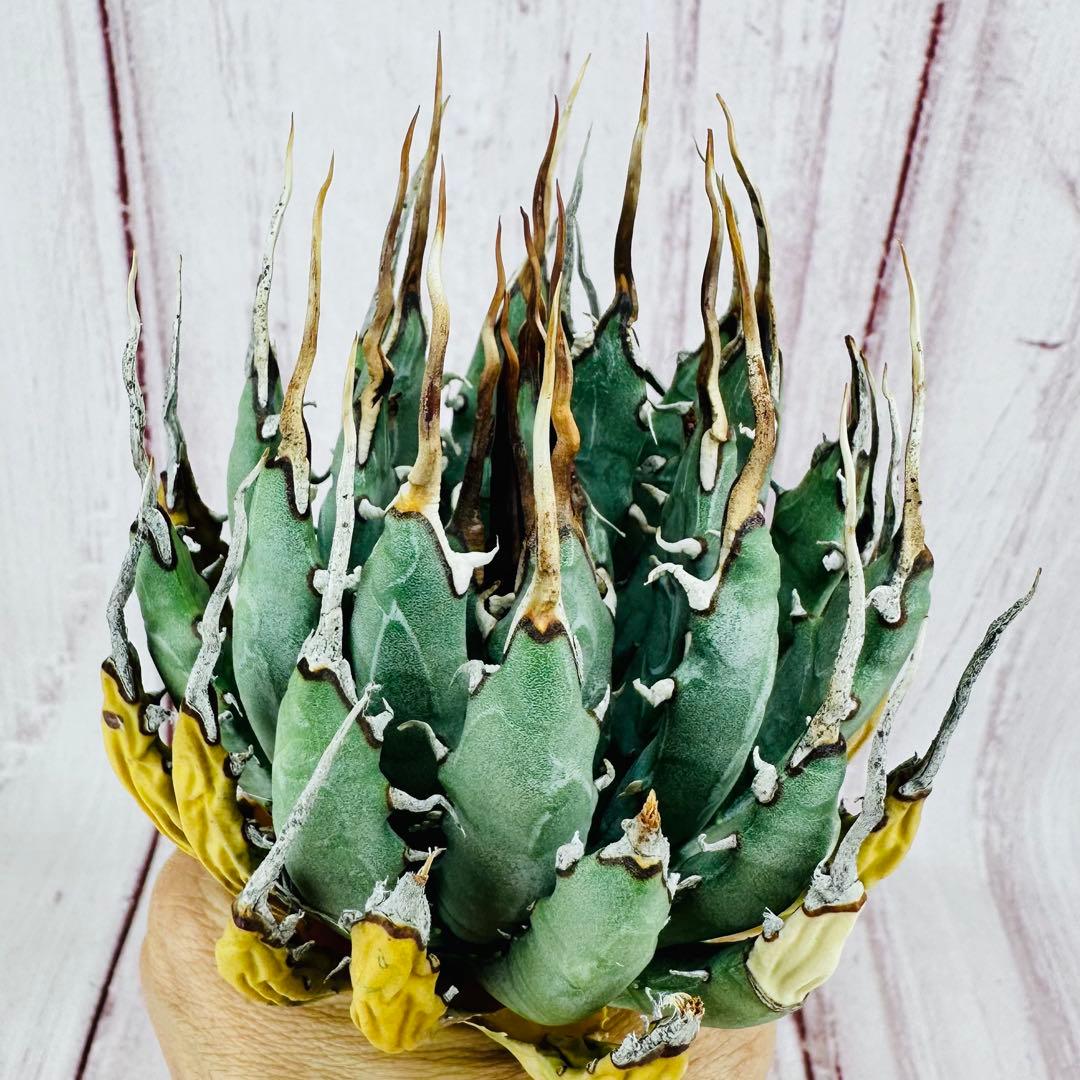 ⑦ アガベ ユタエンシス エボリスピナ 陽炎