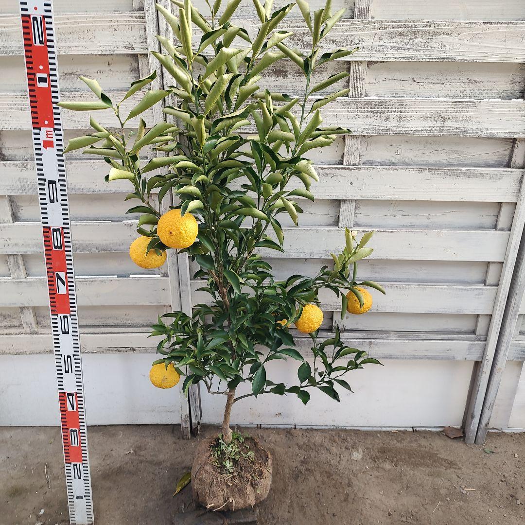 はるか 3年生 苗木 実つき！