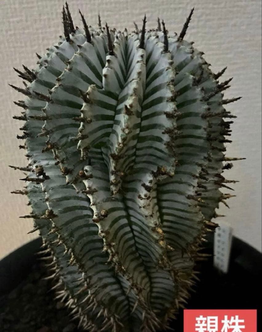 な*の様 ユーフォルビアホリダ 宇田ゼブラホリダ 純血統 特級ゼブラ班 特大サイ