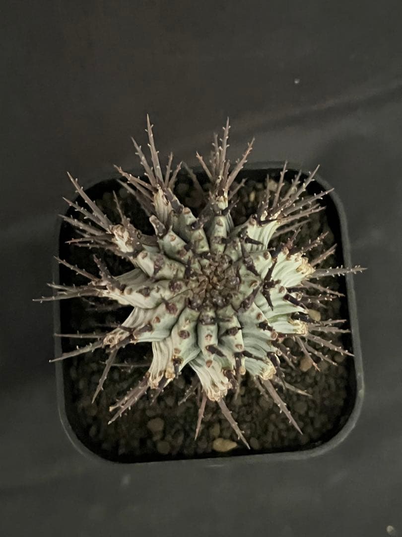 な*の様 ユーフォルビアホリダ 宇田ゼブラホリダ 純血統 特級ゼブラ班 特大サイ