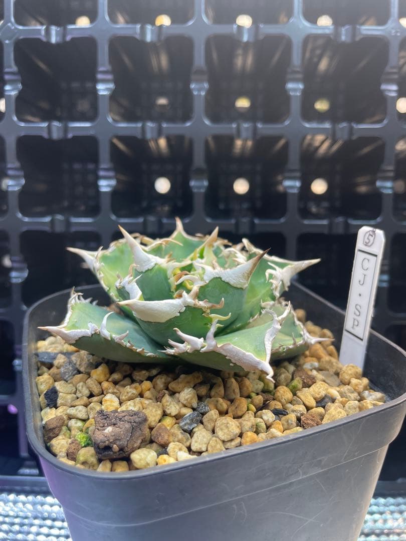 TAKENOKO SHOP アガベチタノタホオジロザメCJスペシャル ⑤