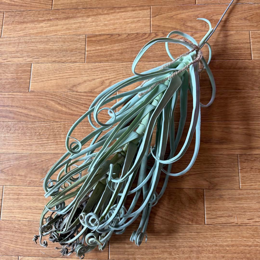 チランジア ドゥラティ 大株 超ロング 希少サイズ 現品