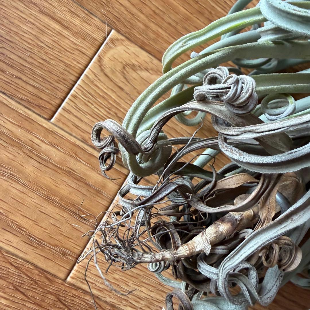 チランジア ドゥラティ 大株 超ロング 希少サイズ 現品