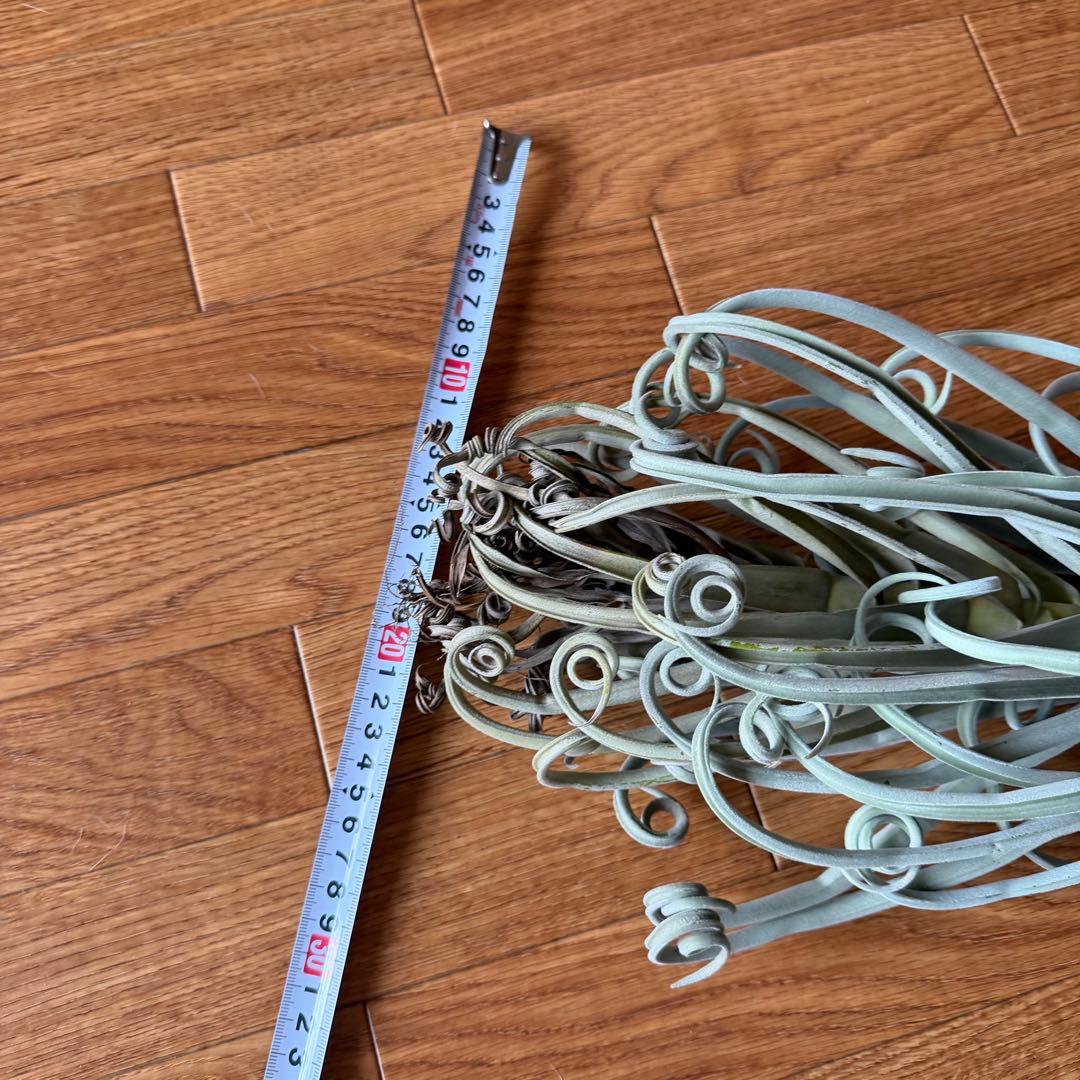 チランジア ドゥラティ 大株 超ロング 希少サイズ 現品