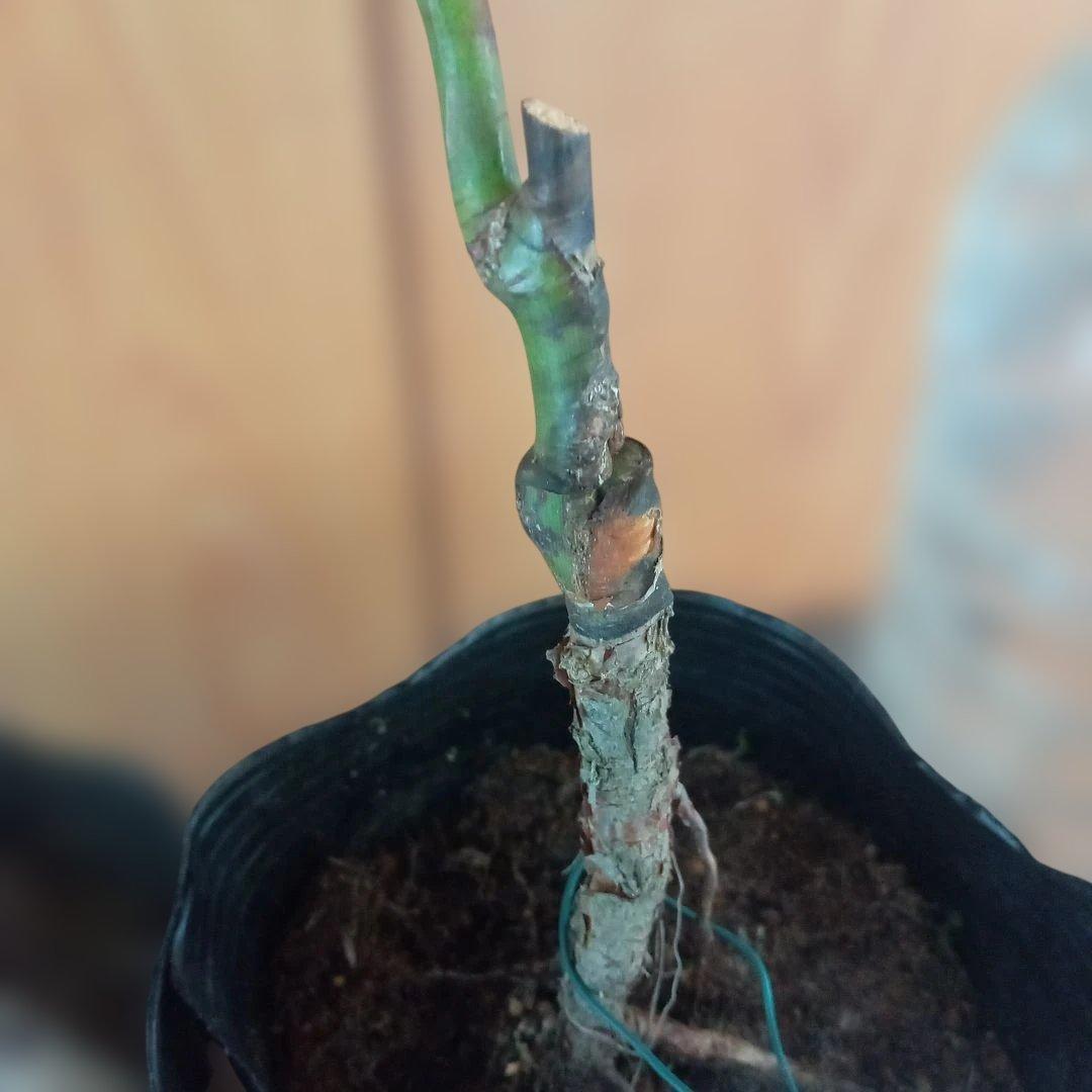 かおりんご様 確認用