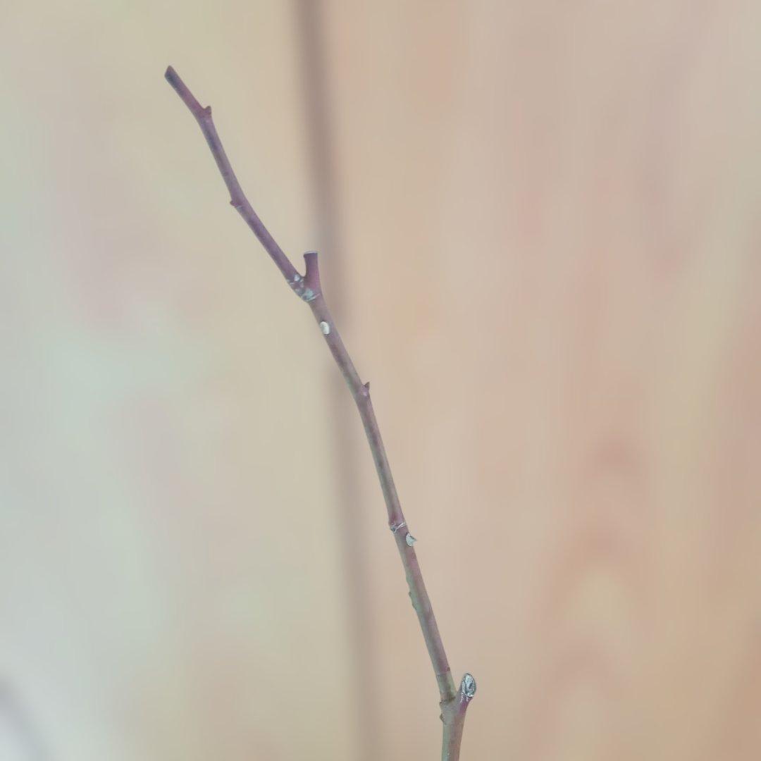 かおりんご様 確認用