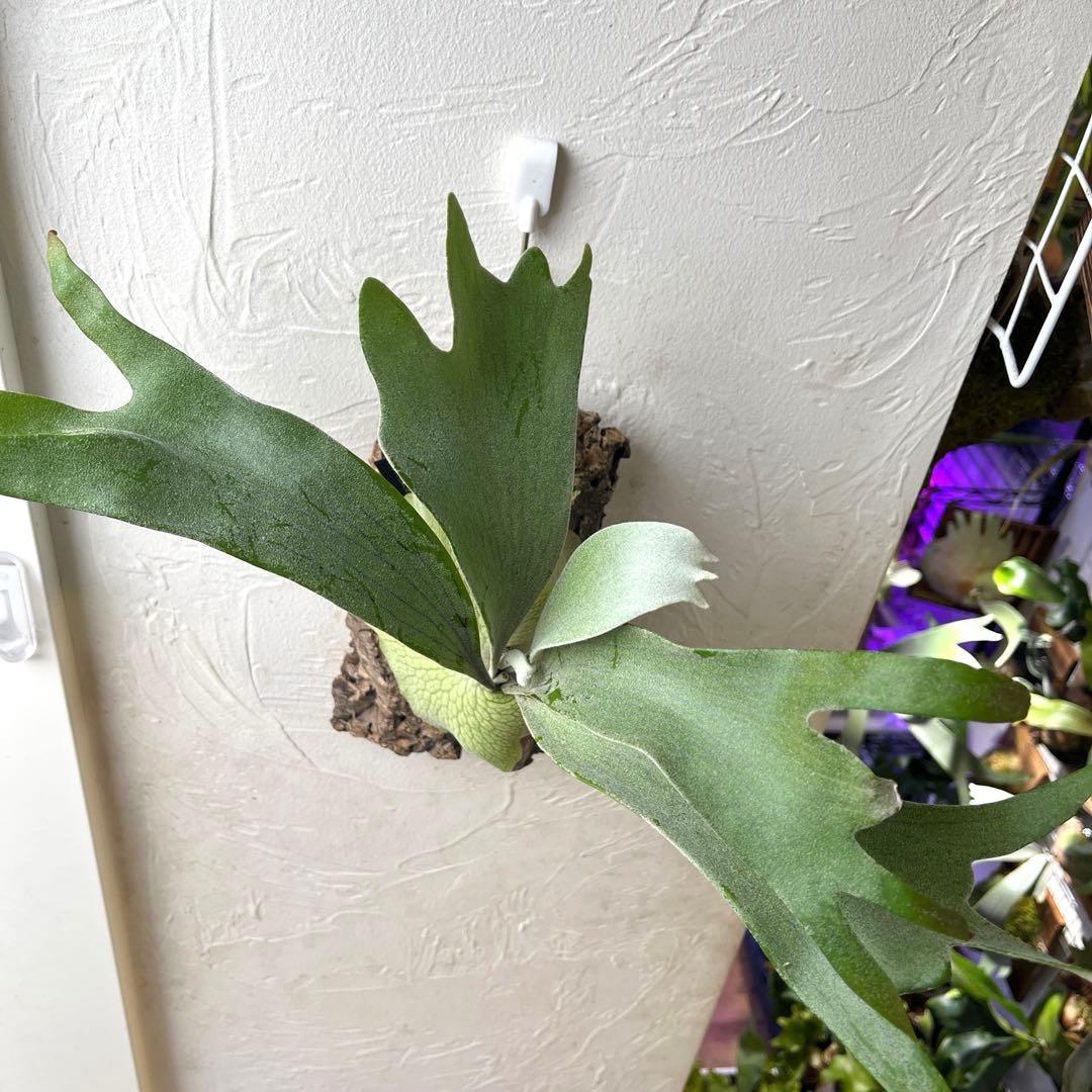 S*様 ビカクシダ　ペドロタツタ　コルク付け