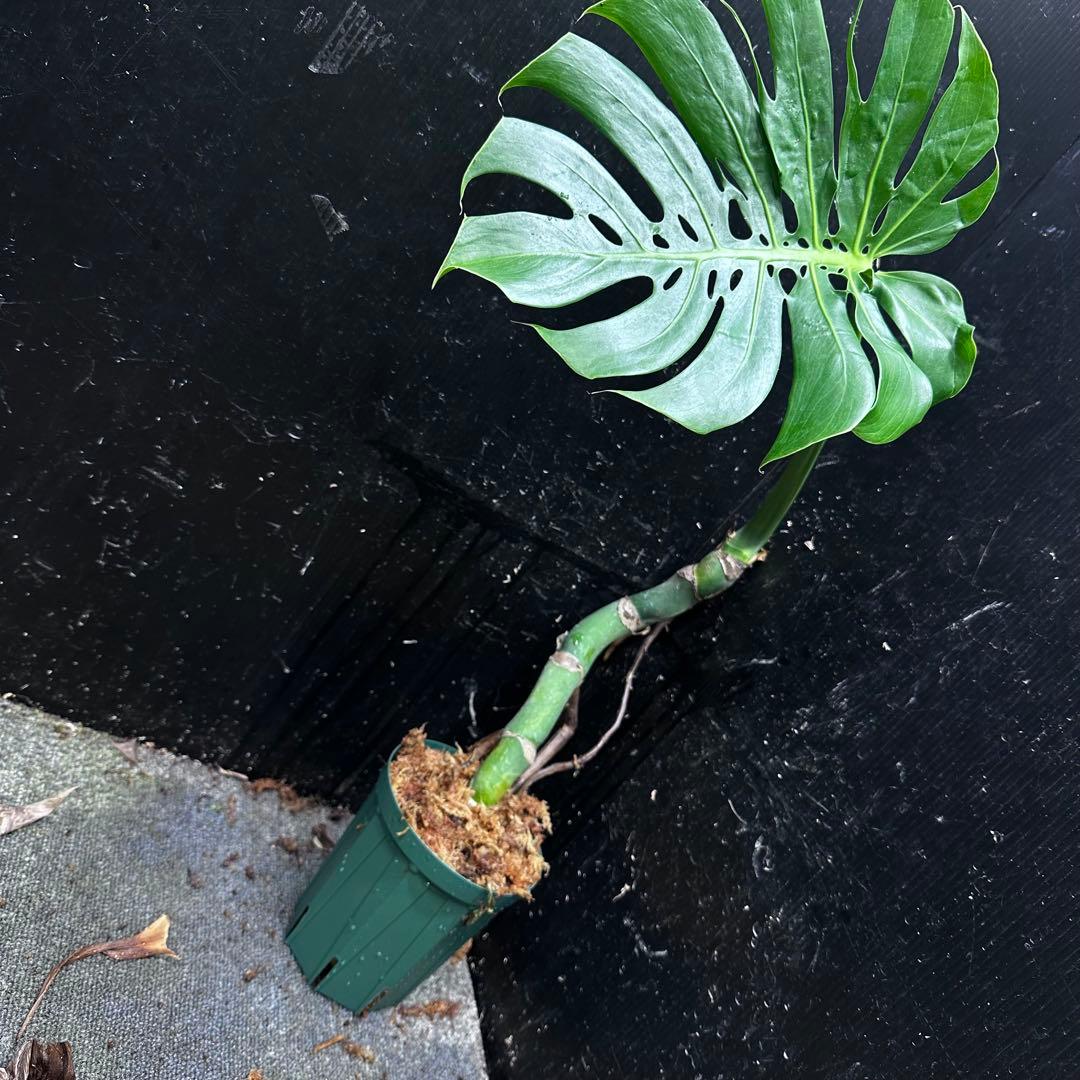 ご*ら様 モンステラデリシオーサマクロコズム超希少系統鉢植え