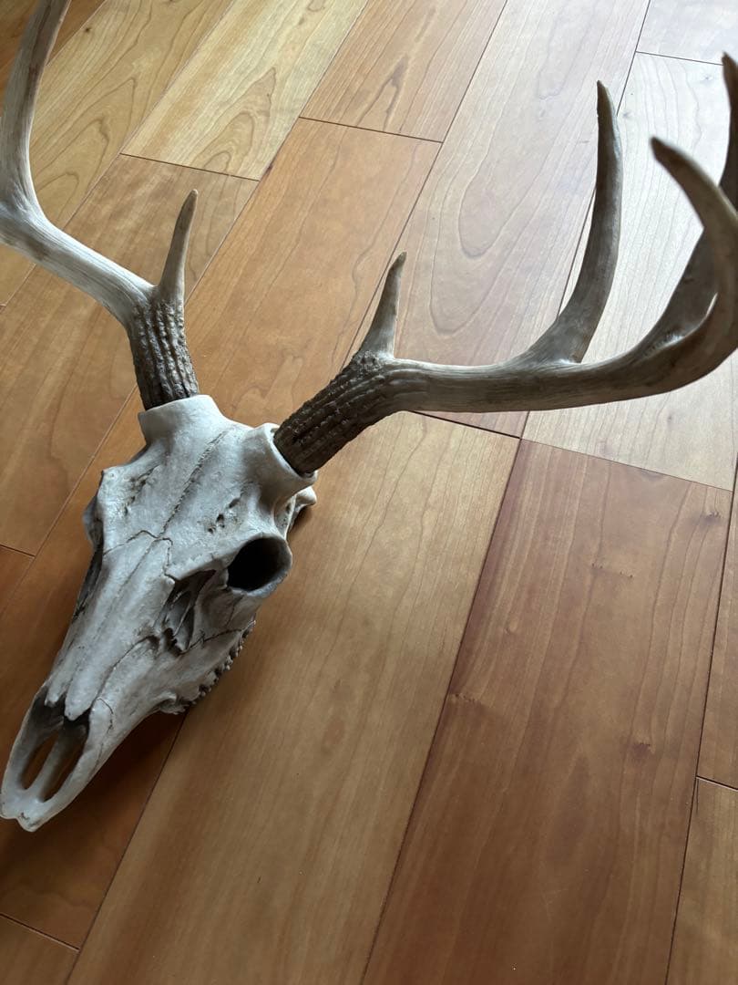 牡鹿スカル ハンティングトロフィー 輸入品 定価45,760円