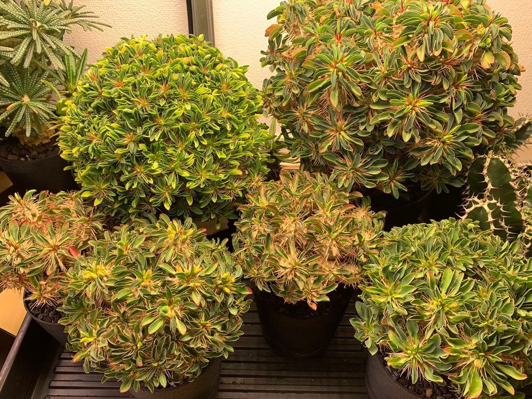 トーマスさま専用（ギラウミニアナ種子35粒）