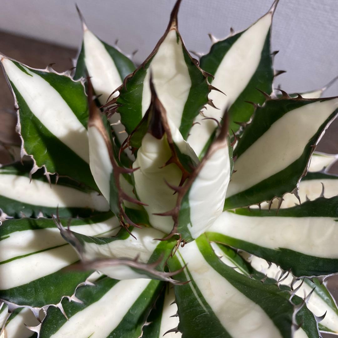 アガベ　ホリダ白中斑入　極上3