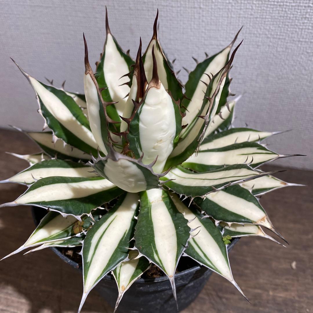 アガベ　ホリダ白中斑入　極上3