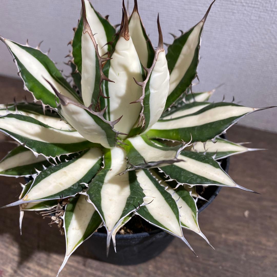 アガベ　ホリダ白中斑入　極上3