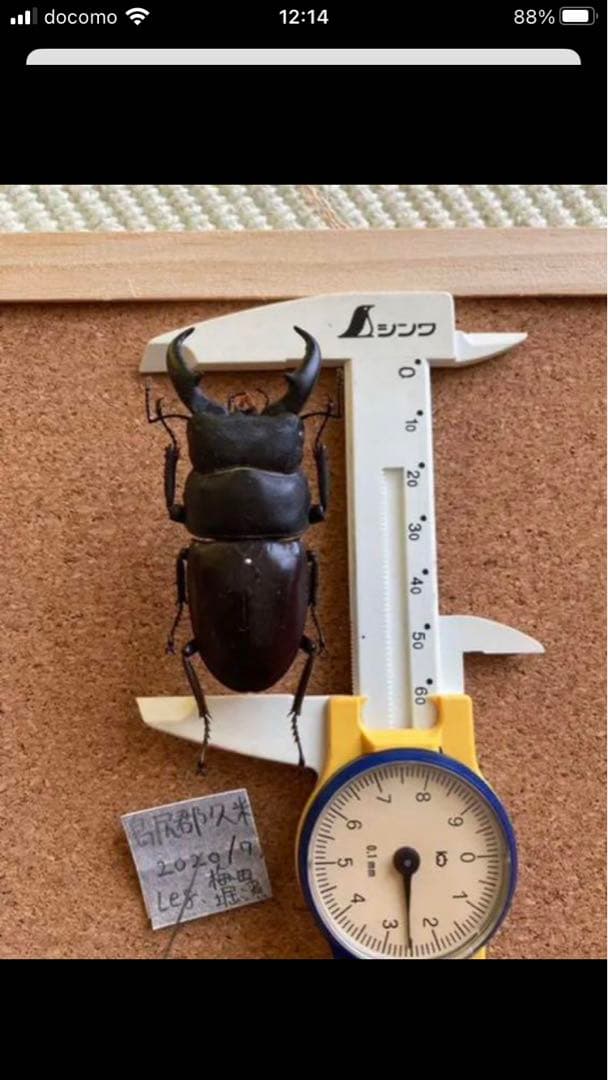 馬度産ヒラタ&オキナワヒラタ&ネブト