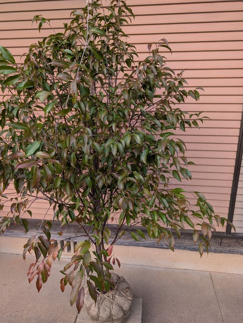 常緑エゴノキ（トキワエゴノキ）株立　約1.5m　②