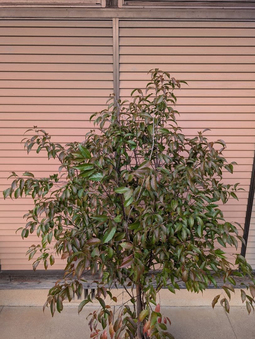 常緑エゴノキ（トキワエゴノキ）株立　約1.5m　②