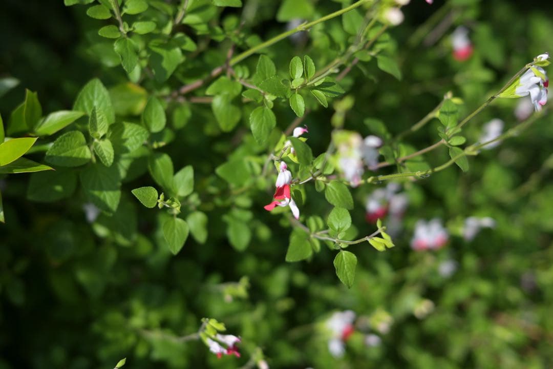 Nikon zfc シルバー 別売ttartisan ミラーレス一眼