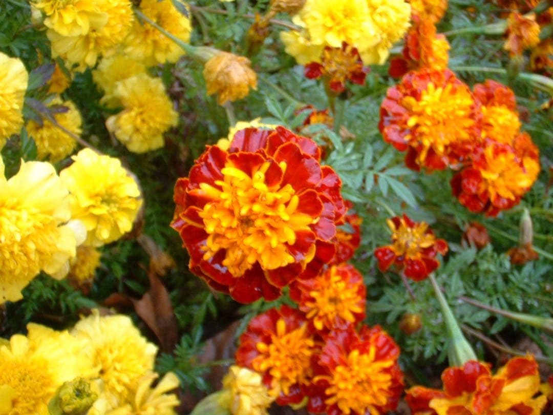 ☆動作OK FinePix 30i 乾電池式 スマートメディア付き 難あり