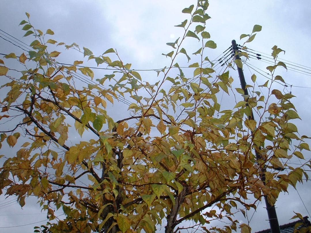 ☆動作OK FinePix 30i 乾電池式 スマートメディア付き 難あり