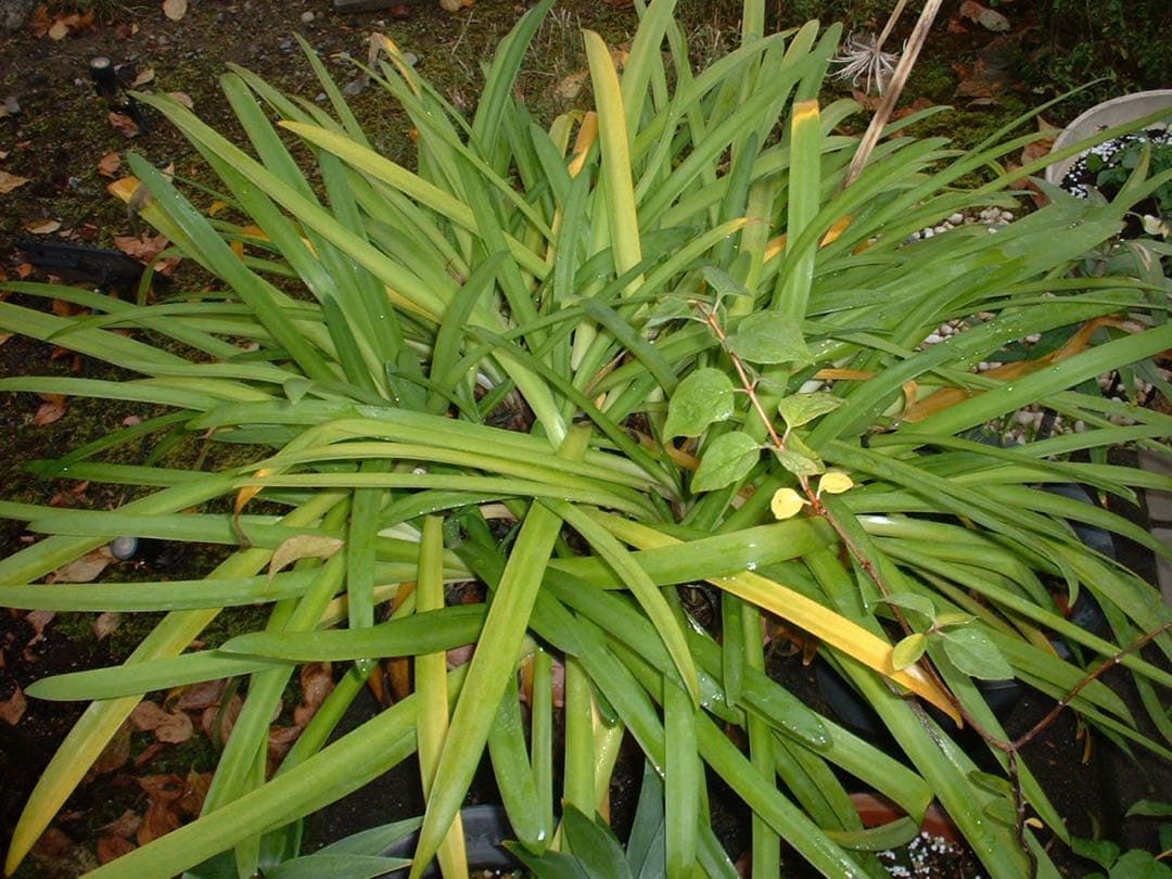 ☆動作OK FinePix 30i 乾電池式 スマートメディア付き 難あり