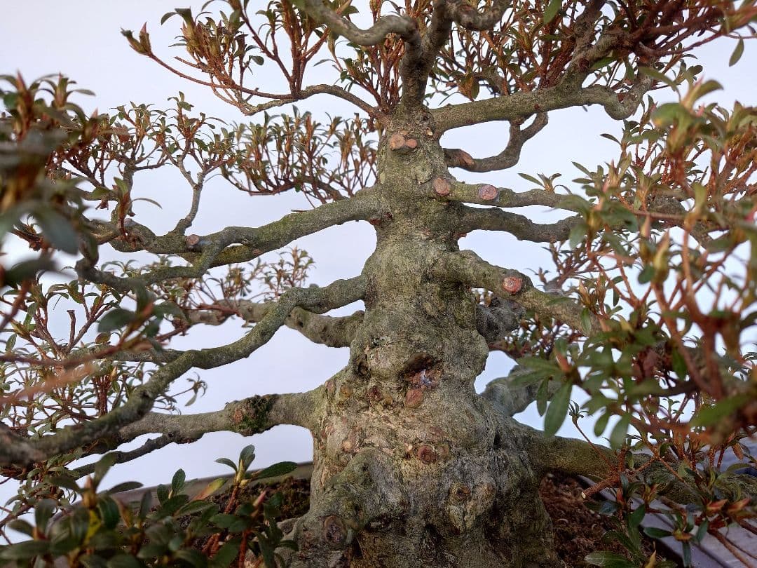 h*0様 盆栽　皐月(如峰山)　樹高46cm