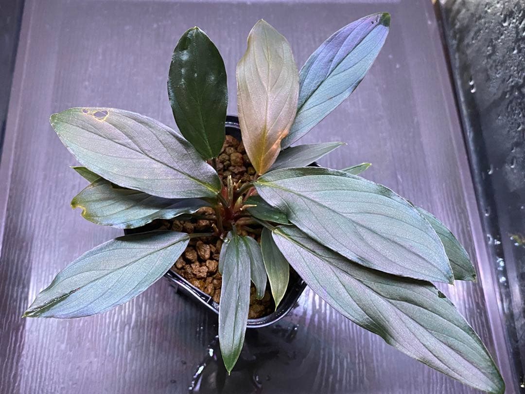 ホマロメナ / Homalomena sp. “濡烏” ネームド株 3株あり