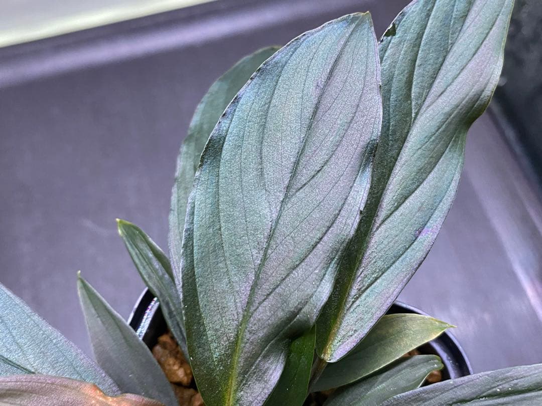 ホマロメナ / Homalomena sp. “濡烏” ネームド株 3株あり