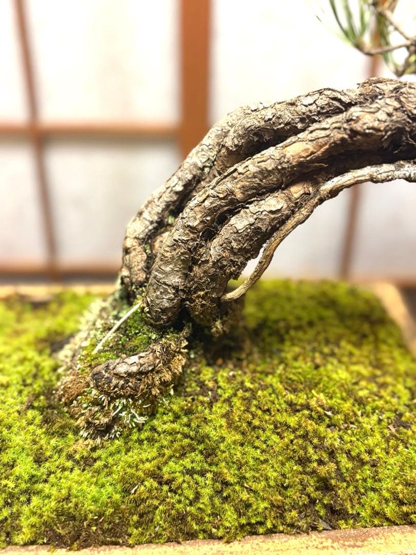 ニコル 黒松盆栽！フォロワー様170人記念！値下げ❗️鉢が珍しい陶器です❗️