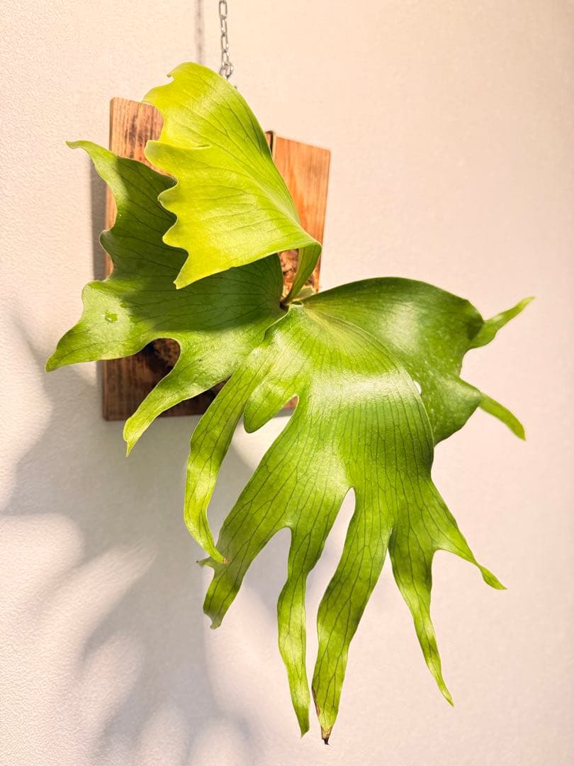 そだ てるお　ビカクシダP. Flamenco TC