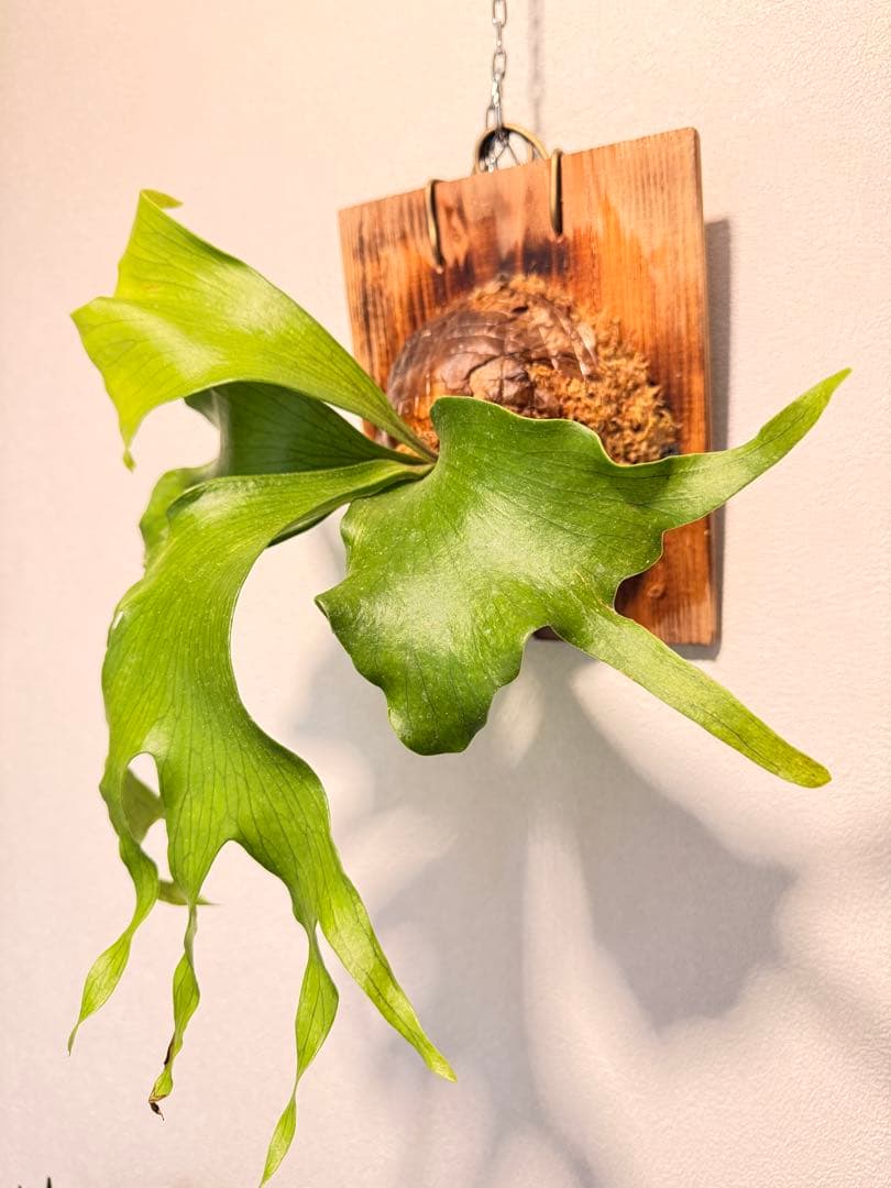 そだ てるお　ビカクシダP. Flamenco TC