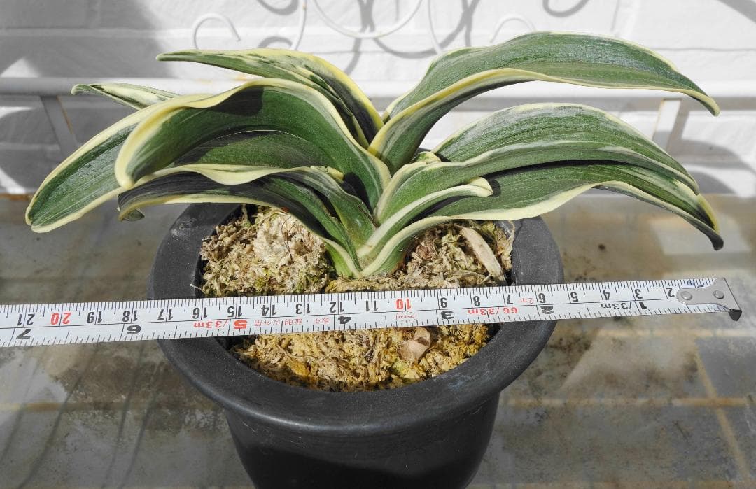 万年青　羅紗系　お多福 梵天丸