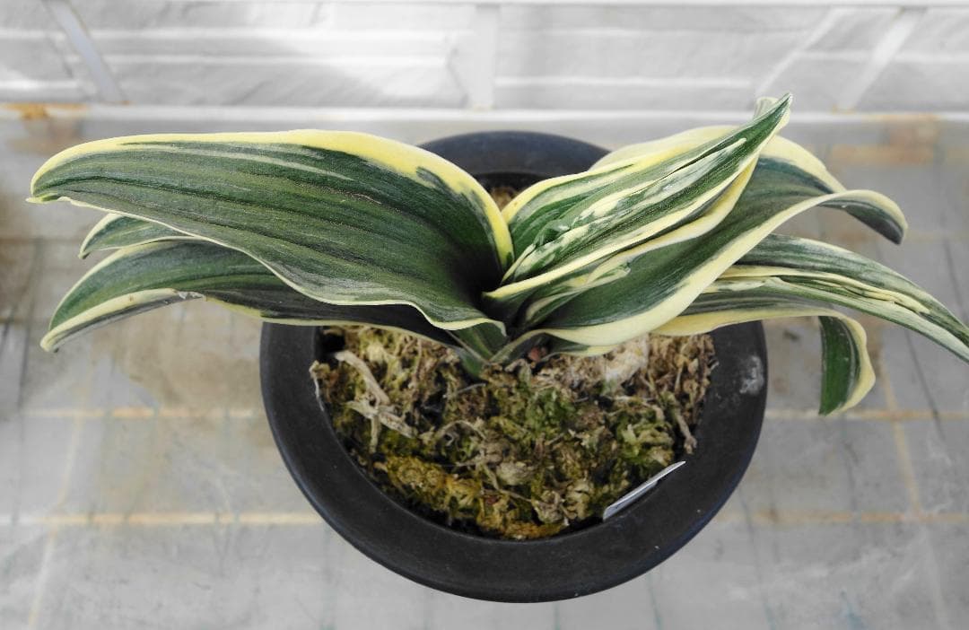 万年青　羅紗系　お多福 梵天丸