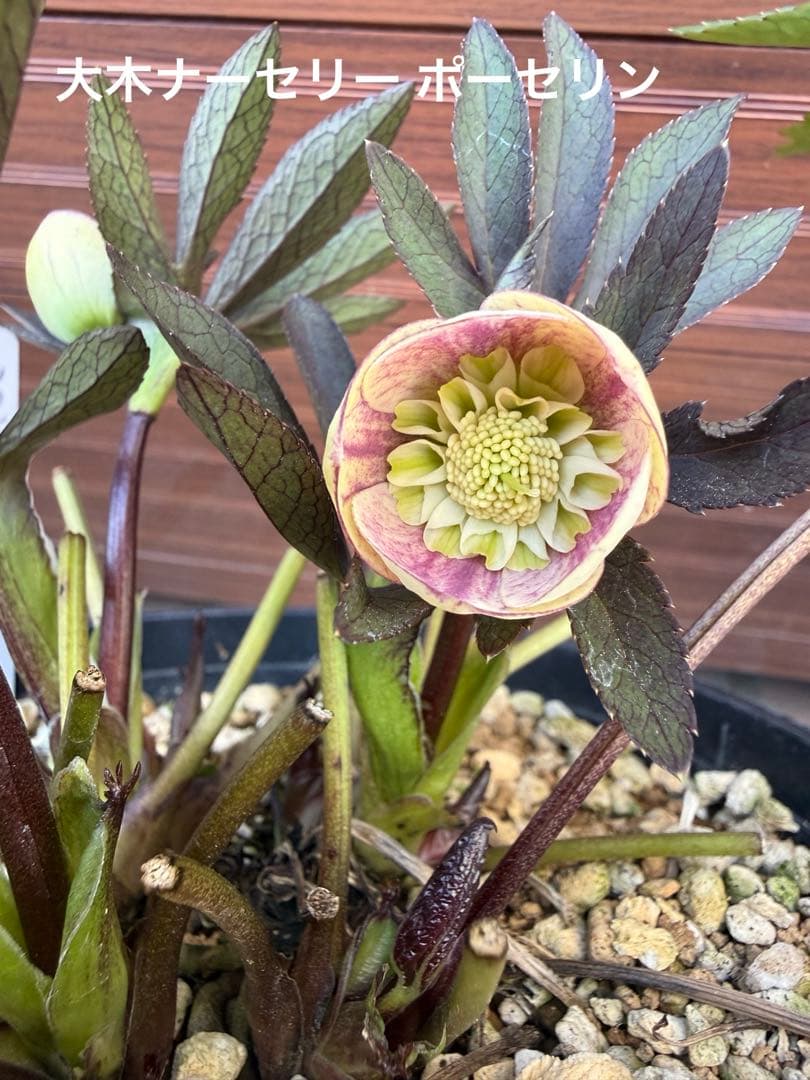 も*読様 【未株分】大木ナーセリー ポーセリン