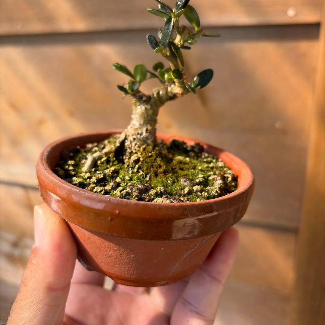姫オリーブ小品盆栽3