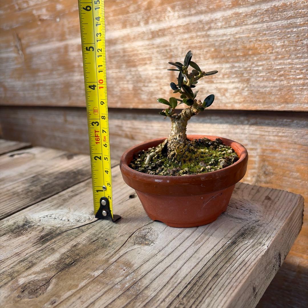 姫オリーブ小品盆栽3