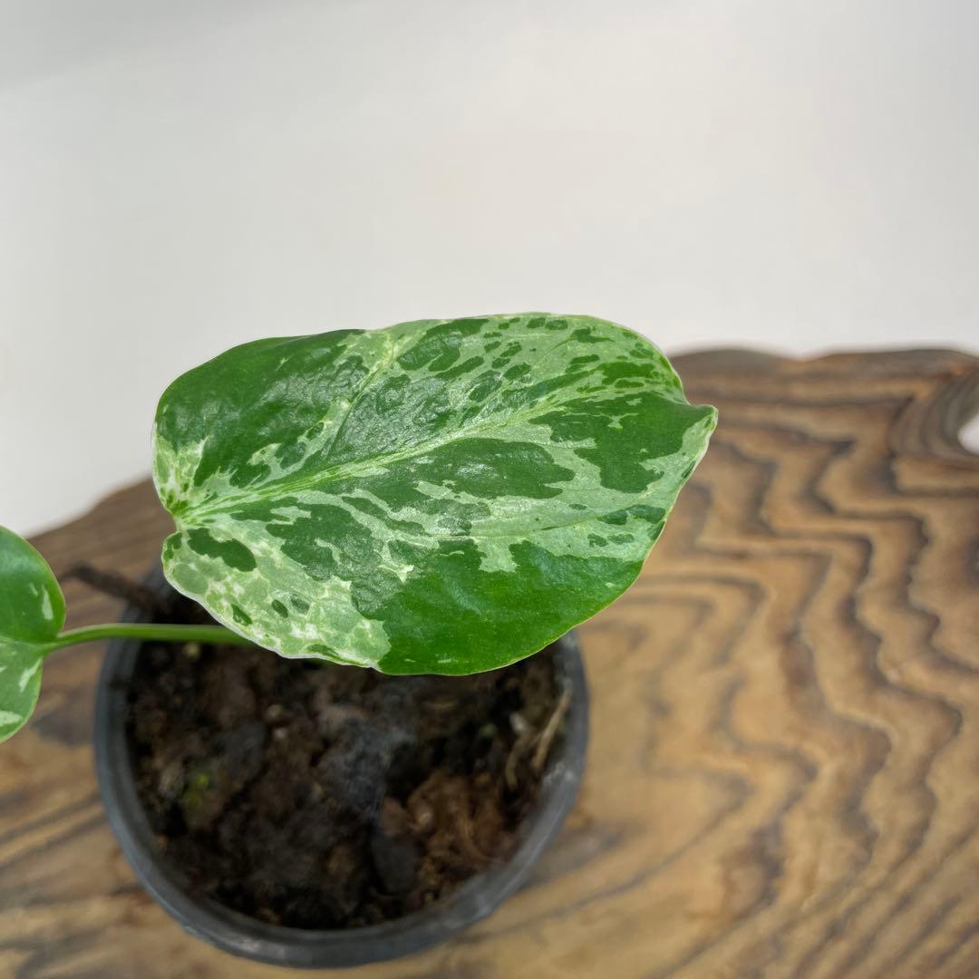 モ*～様 a22品種保証！斑入り保証！Bulbasaurモンステラ バルバソー