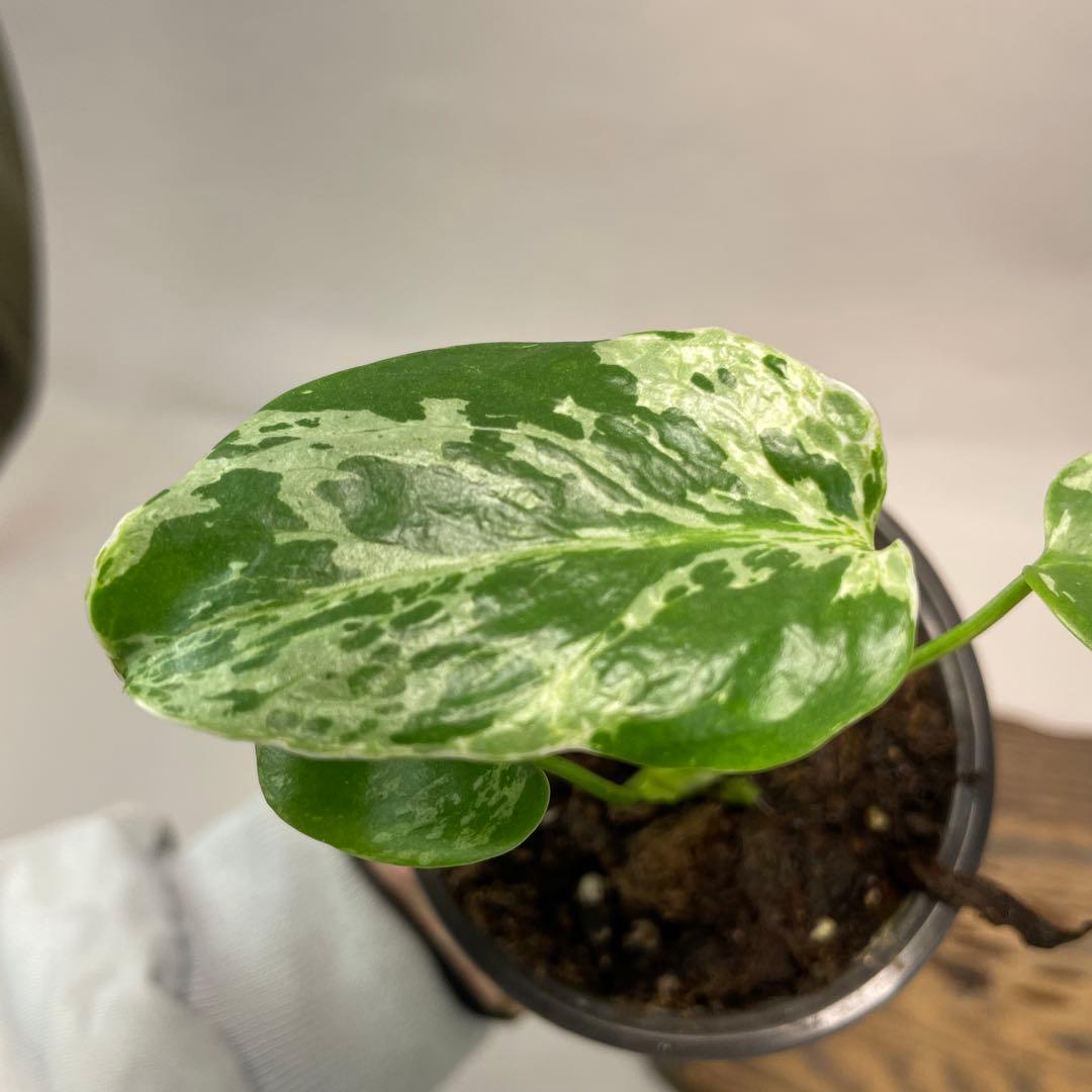 モ*～様 a22品種保証！斑入り保証！Bulbasaurモンステラ バルバソー