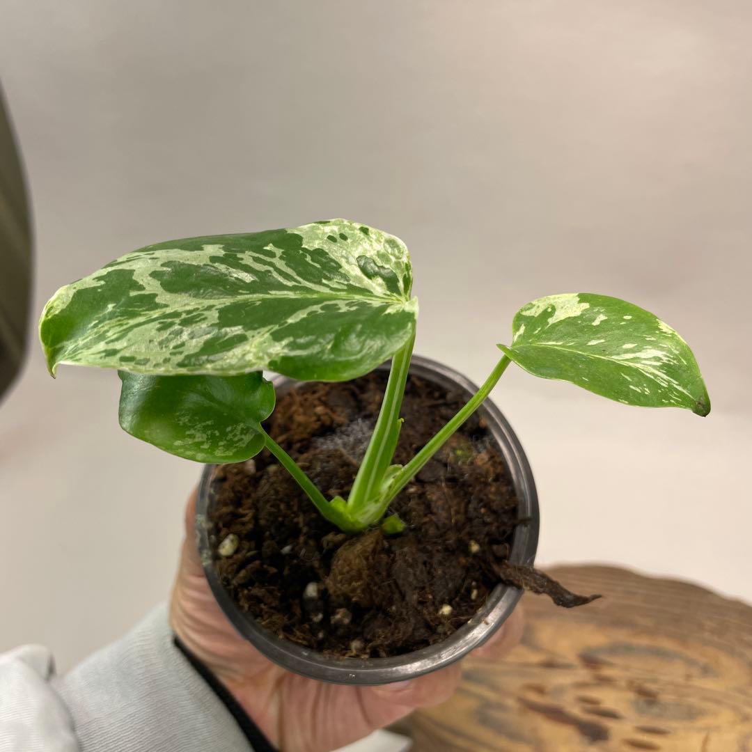 モ*～様 a22品種保証！斑入り保証！Bulbasaurモンステラ バルバソー